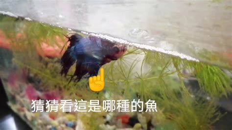 家裡養的魚